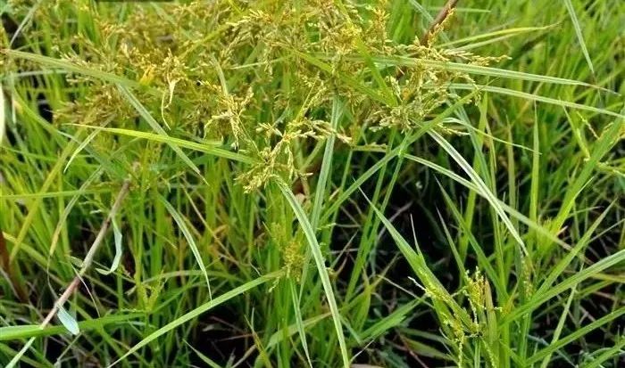 路边常见的中草药植物,路边常见草药视频