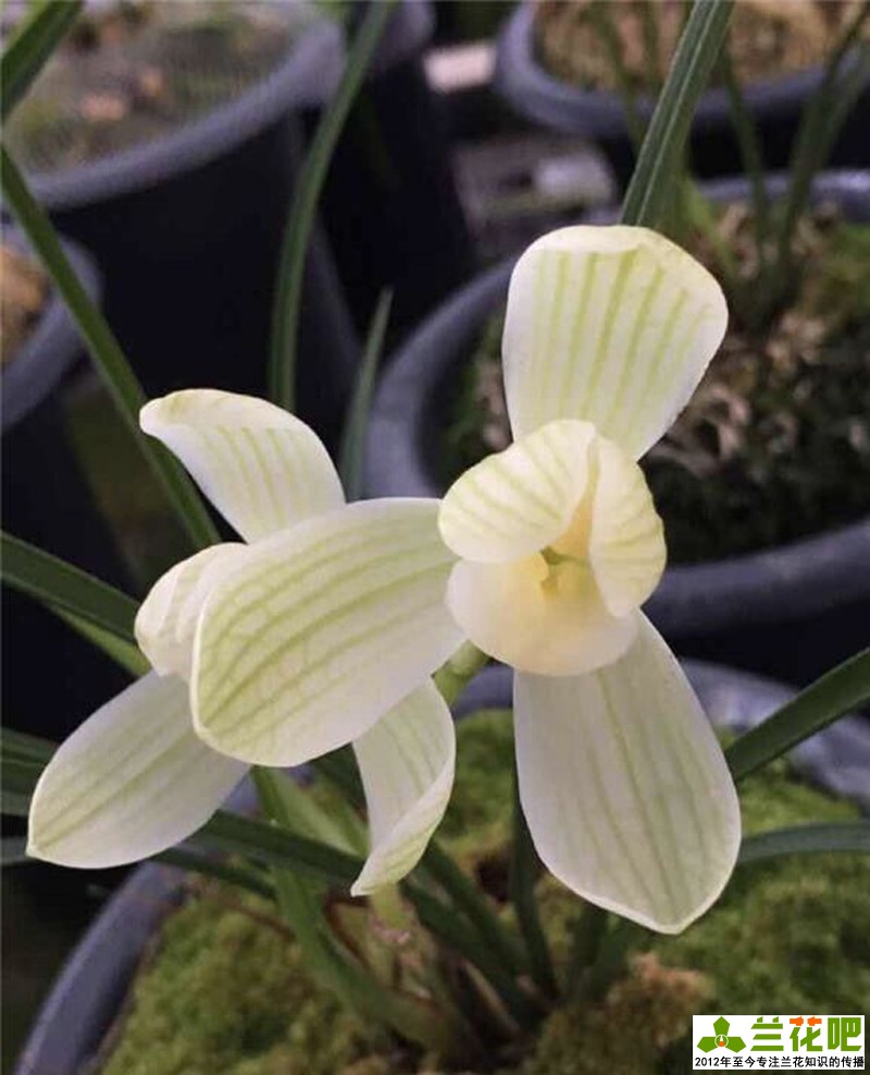 兰花为什么那么高价,高价兰花50种