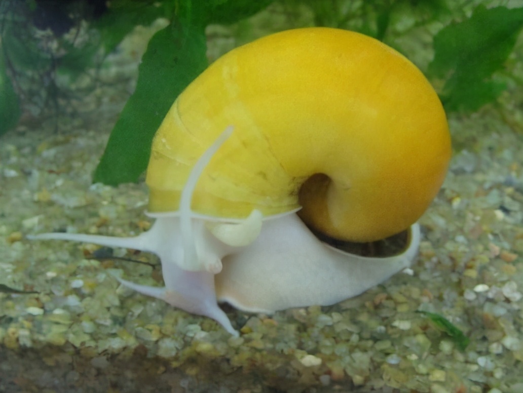 各种各样的蜗牛简单的,各种各样的蜗牛视频