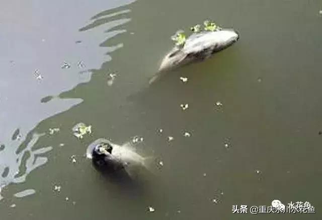 鱼出血病的防与治,鱼类出血性疾病