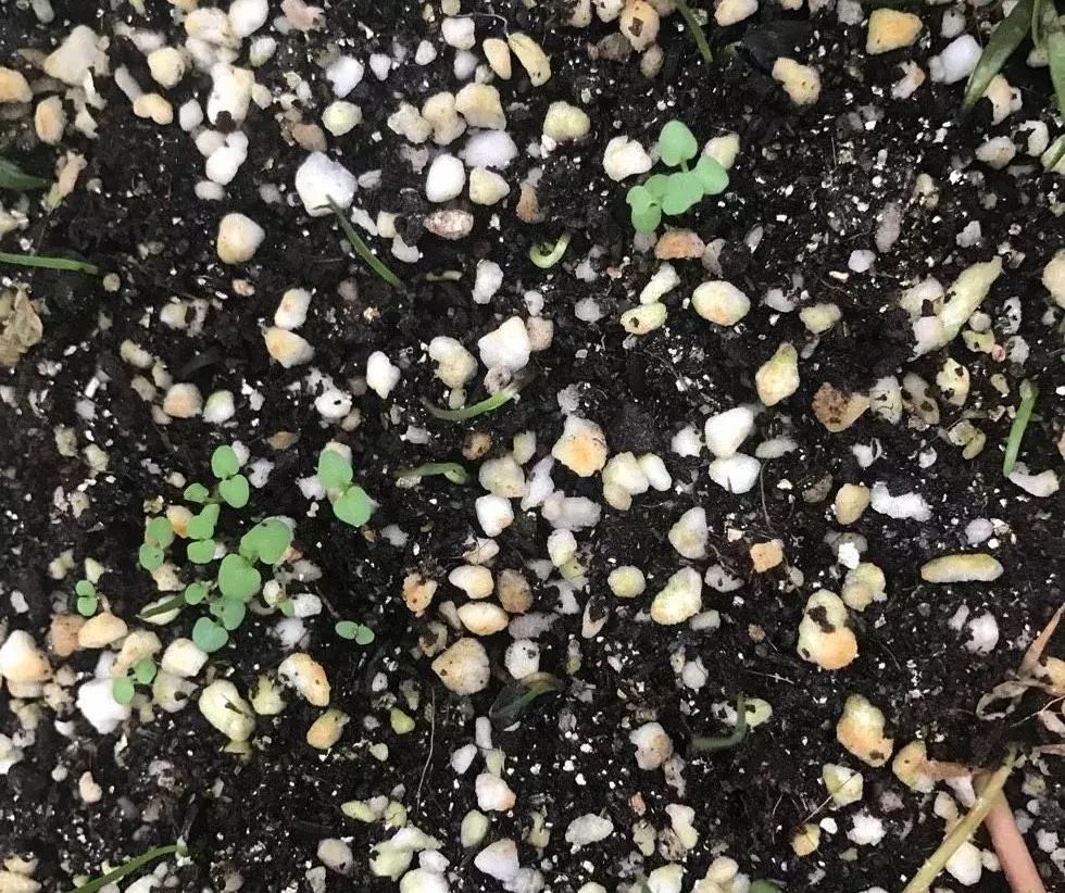 花儿养不好一定要学会这几招,花儿总是养不活