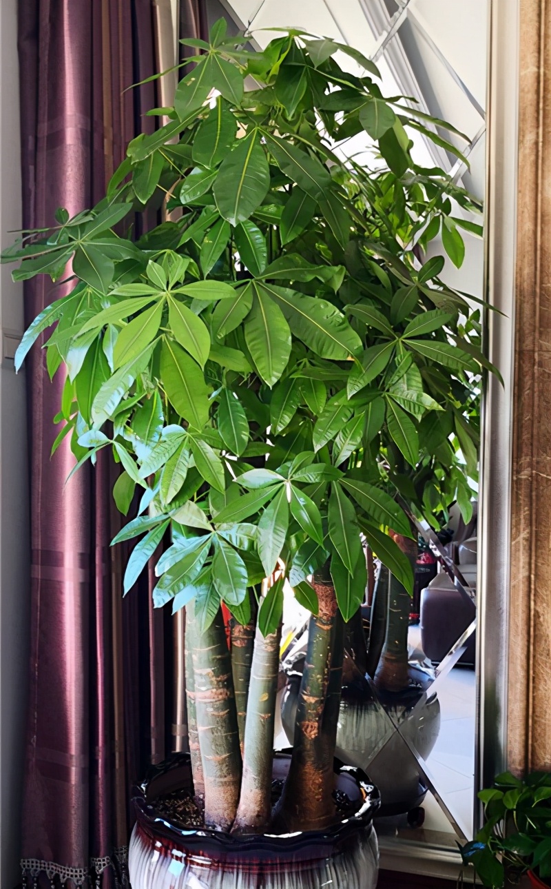 招财树八方来财怎么养,八方来财发财树的养殖方法