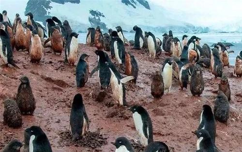 楠勯槼浼肩伀鎶楃柅,涓嶆儳瀵掑啲鎶楃柅