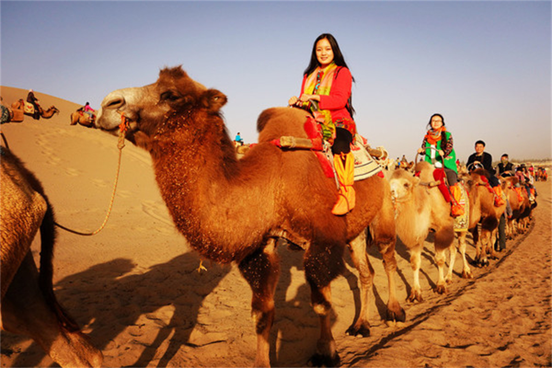 大象为什么不被其他动物吃掉,为什么食肉动物不吃大象