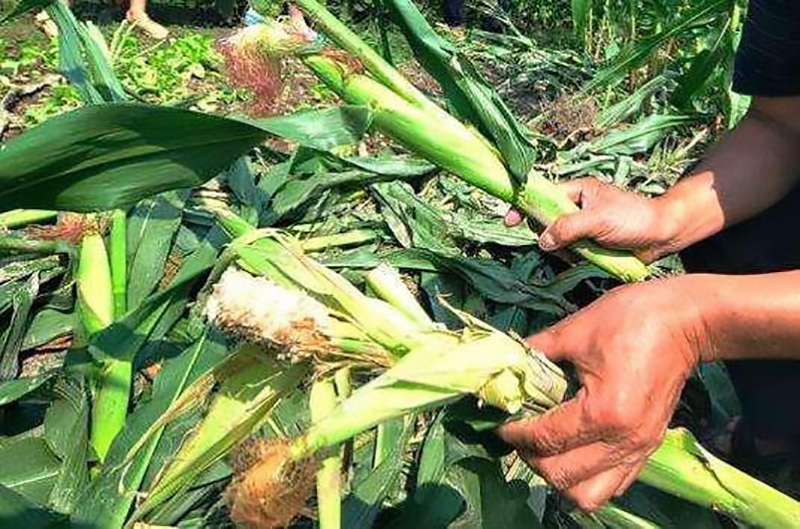 彭美竹评十佳农民,湖南临武县彭美竹养牛老板