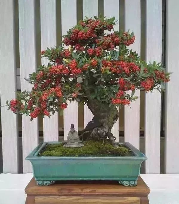 古朴自然盆景欣赏,造型极美的盆景一起来欣赏