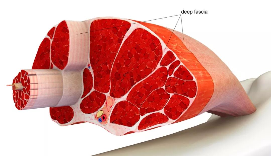 26天一般能减多少斤肉,三个月减重30斤成肌肉型男