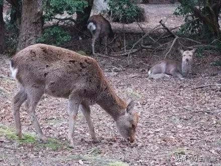 没有中国游客的日本景区,日本旅游业怎么样了