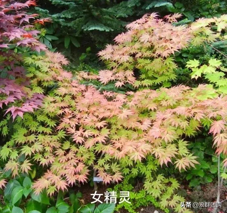 中式庭院藤类植物,枫树和紫藤