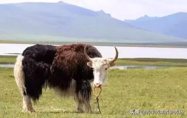 适合生产雪花牛肉的中国牛品种,夏洛莱和黑白花牛杂交是啥品种