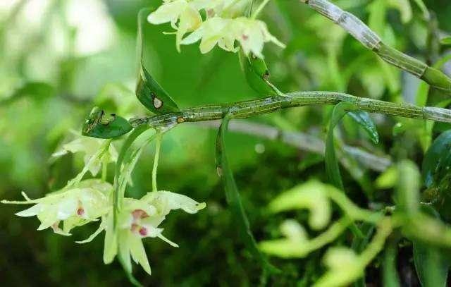 养的花不生长怎么办,养的花不生根是什么原因