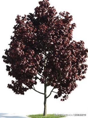 3dmax树木模型在哪里,3dmax植物树