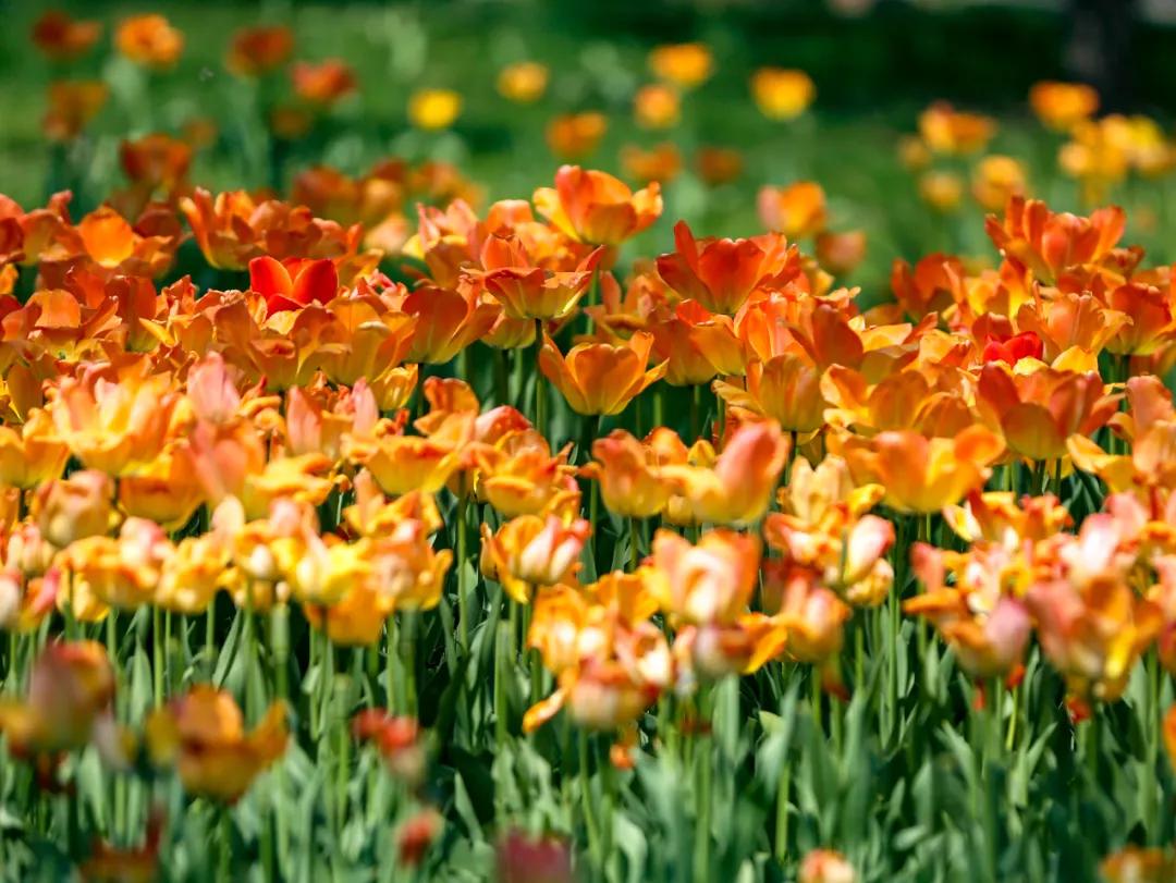 时光清浅秋意阑珊,时光清浅浮世清欢