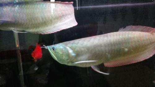 水族箱漏水了维修电话,水族箱底部漏水修理