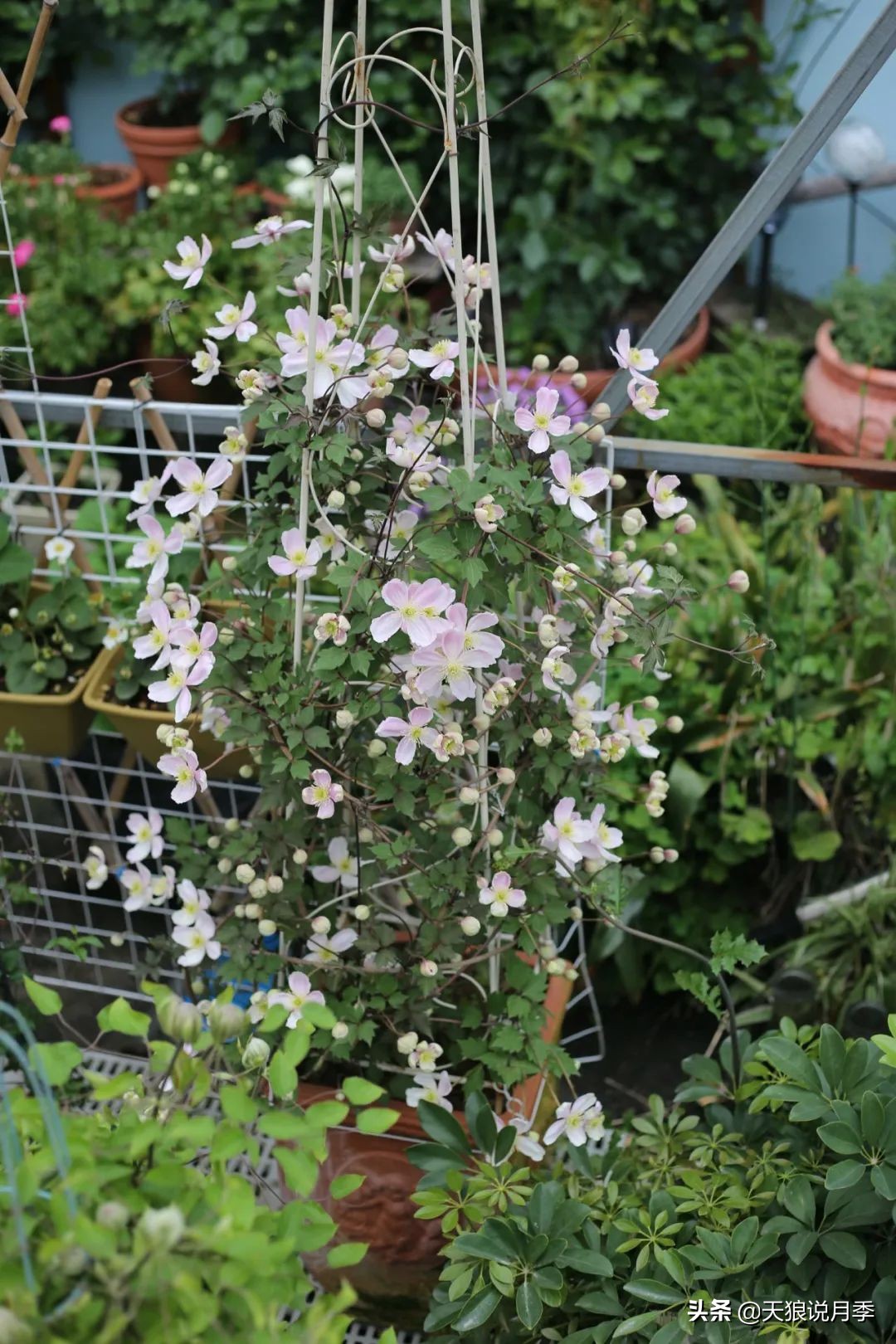 别人做梦都想要的花墙，他早就用铁线莲实现了