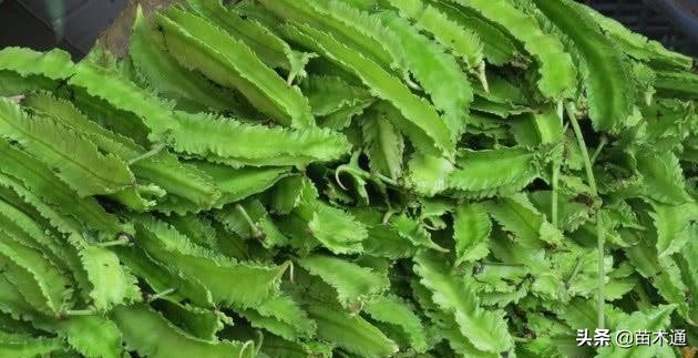 这种植物人称“绿色黄金”，不仅能长寿，还能治病！！！