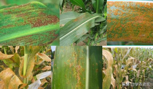 锈病的防治方法,锈病频发怎么办