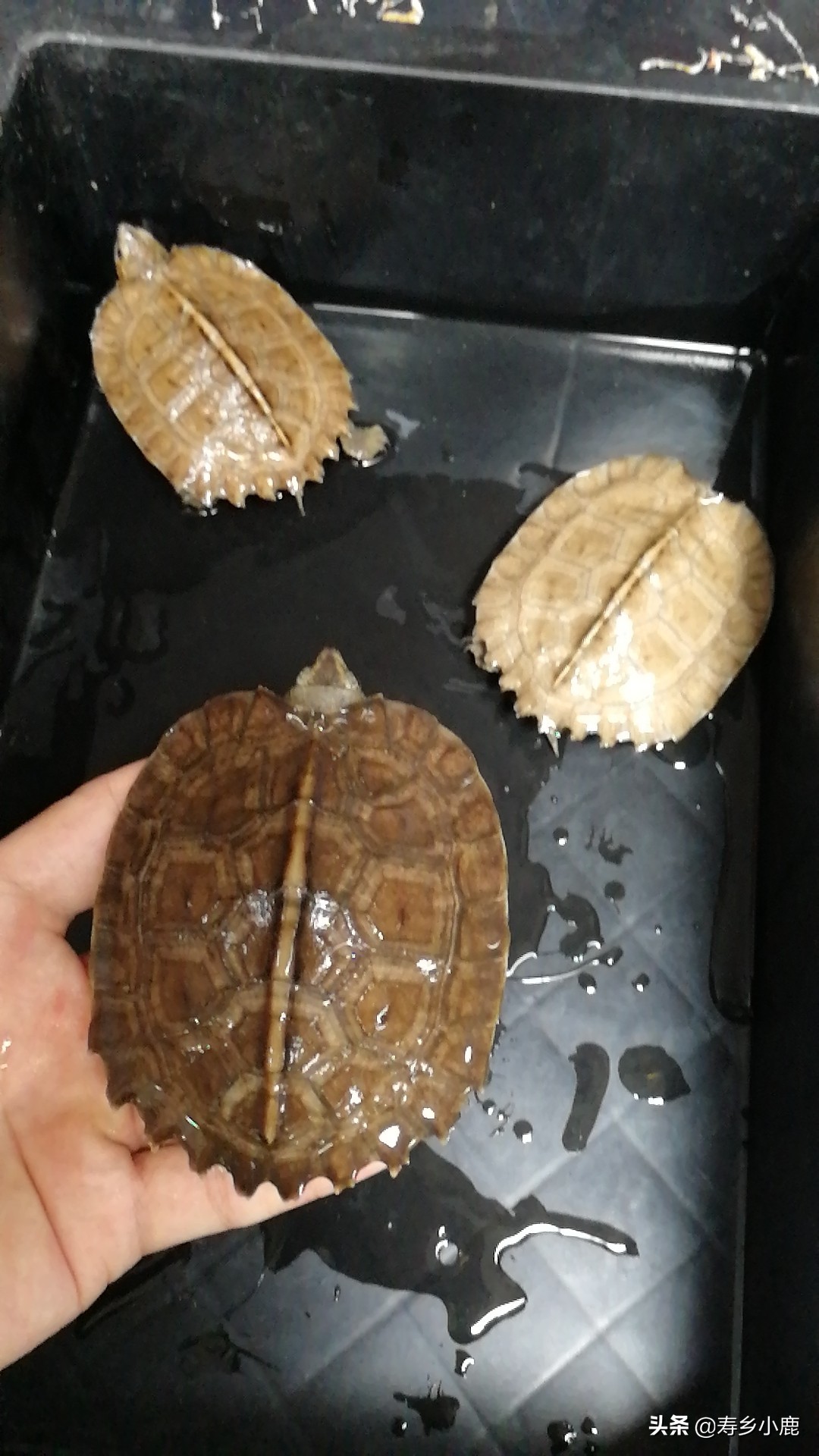 新手养龟苗怎么养活,幼龟龟苗应该怎么控制饮食