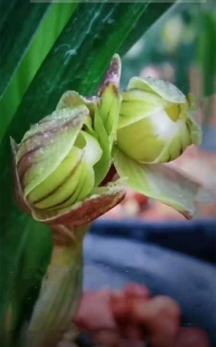 春剑多少钱一株,春剑十大品种排名多少钱一株