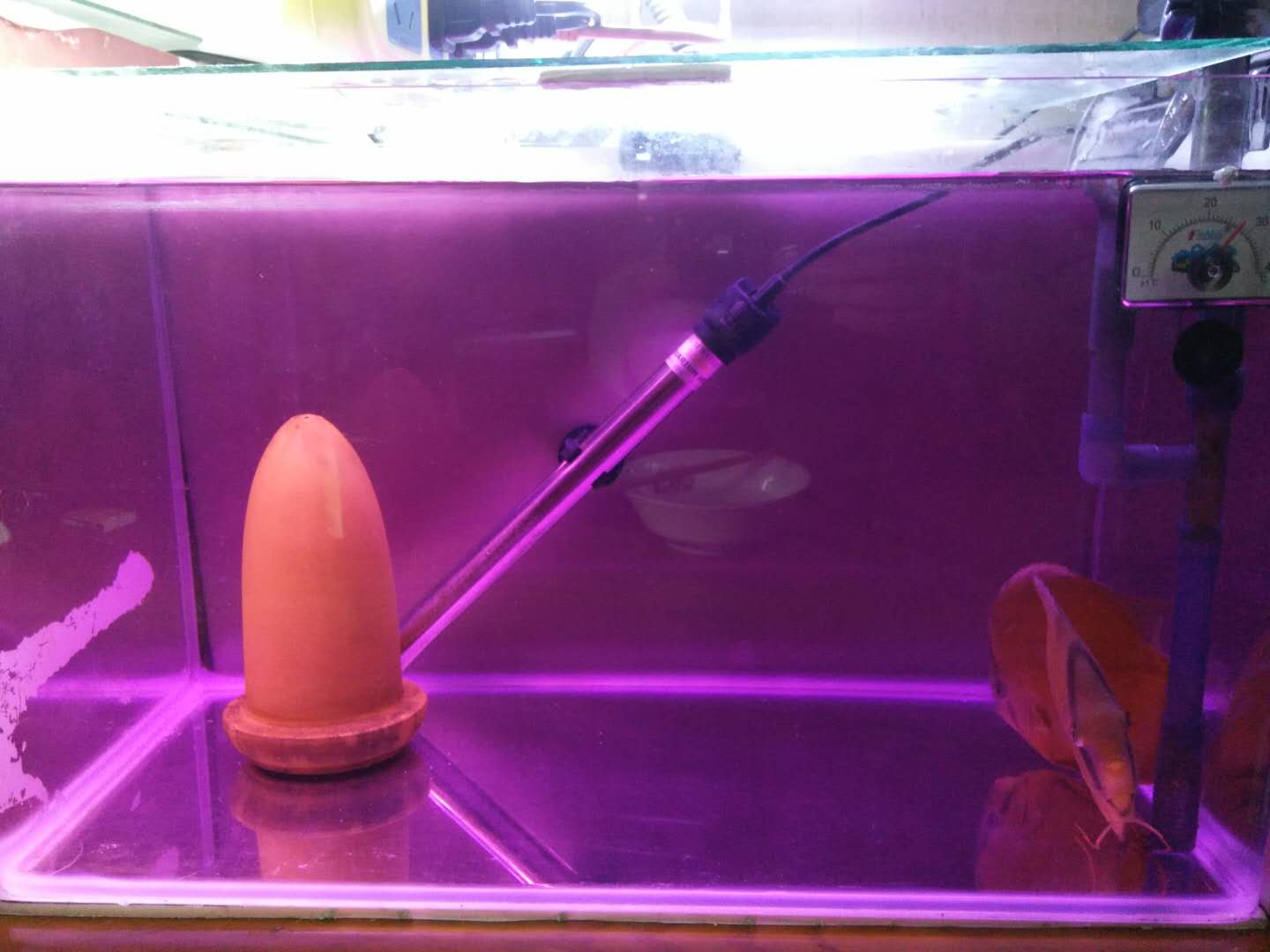 高锰酸钾不可以泡什么鱼,高锰酸钾里不能放什么鱼