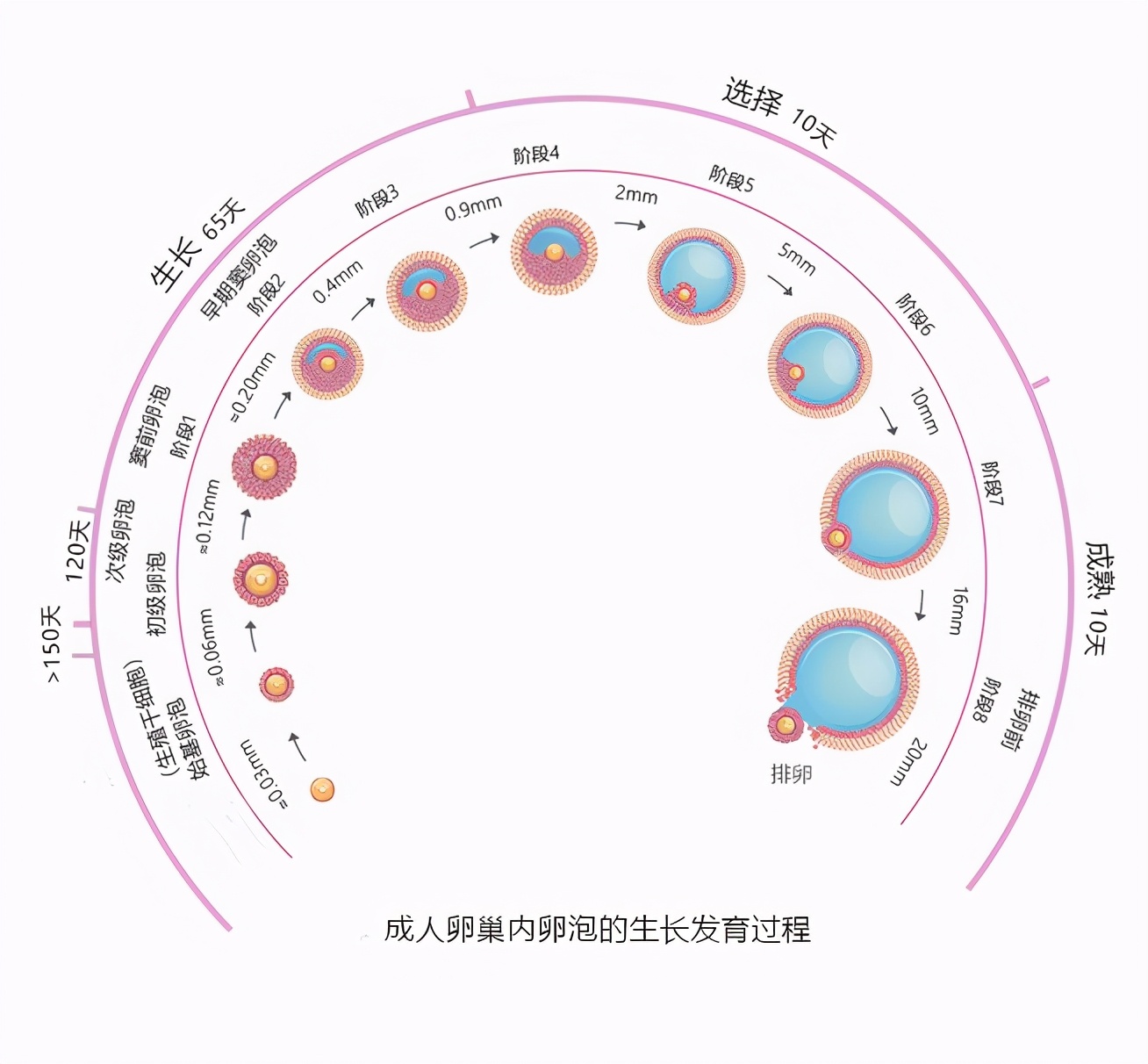 多囊朋友,卵泡为什么长不大,排不出?