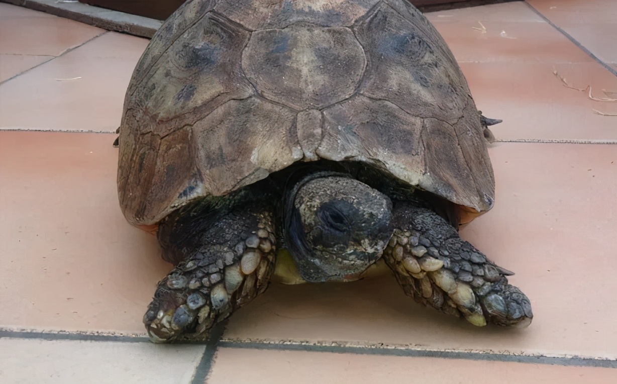 乌龟为什么能活那么多,乌龟为什么能活得那么长时间