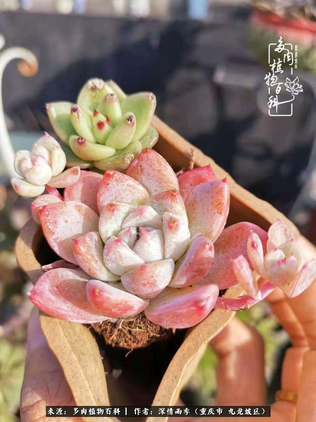 在重庆养多肉养的是一种信仰,重庆养多肉适合用什么土