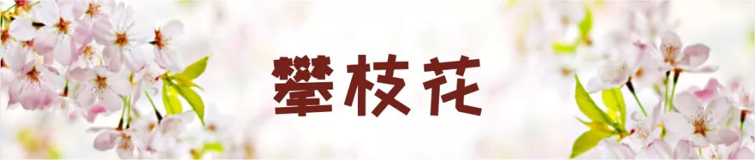 在云南，做一个“花吃”，挺好