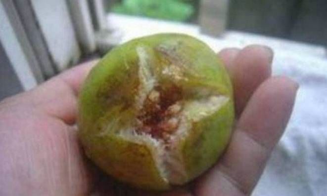 女子送千元生日礼物，闺蜜拿“烂水果”招待，女子吃过后乐坏了