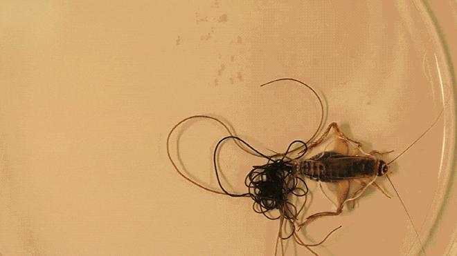 寄生丧尸虫,丧尸寄生虫寄生人类的过程