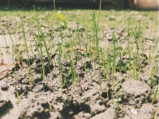 总共花了不到700元改造的废弃小院,花4万改造房子