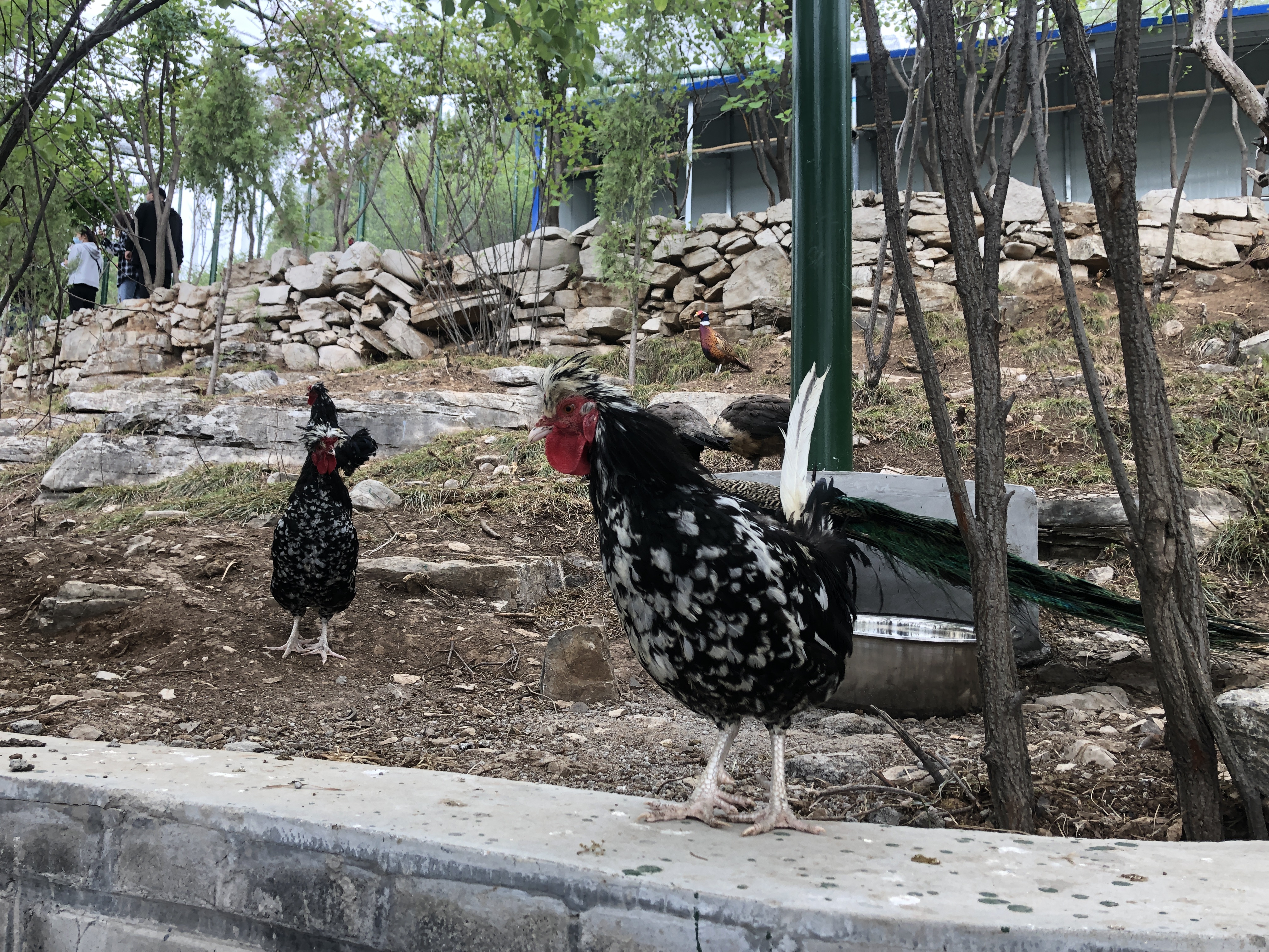 博山开元溶洞一日游,博山开元溶洞门票多少钱一个人