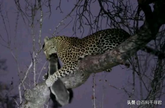 蜜獾的生存能力真有那么强吗,蜜獾为何无所畏惧