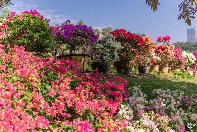 深圳花海公园地址在哪里,深圳中心河公园花海