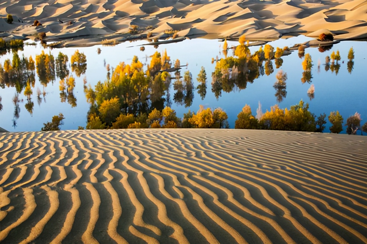 艺术家朗诵不朽的胡杨,千年不朽的胡杨