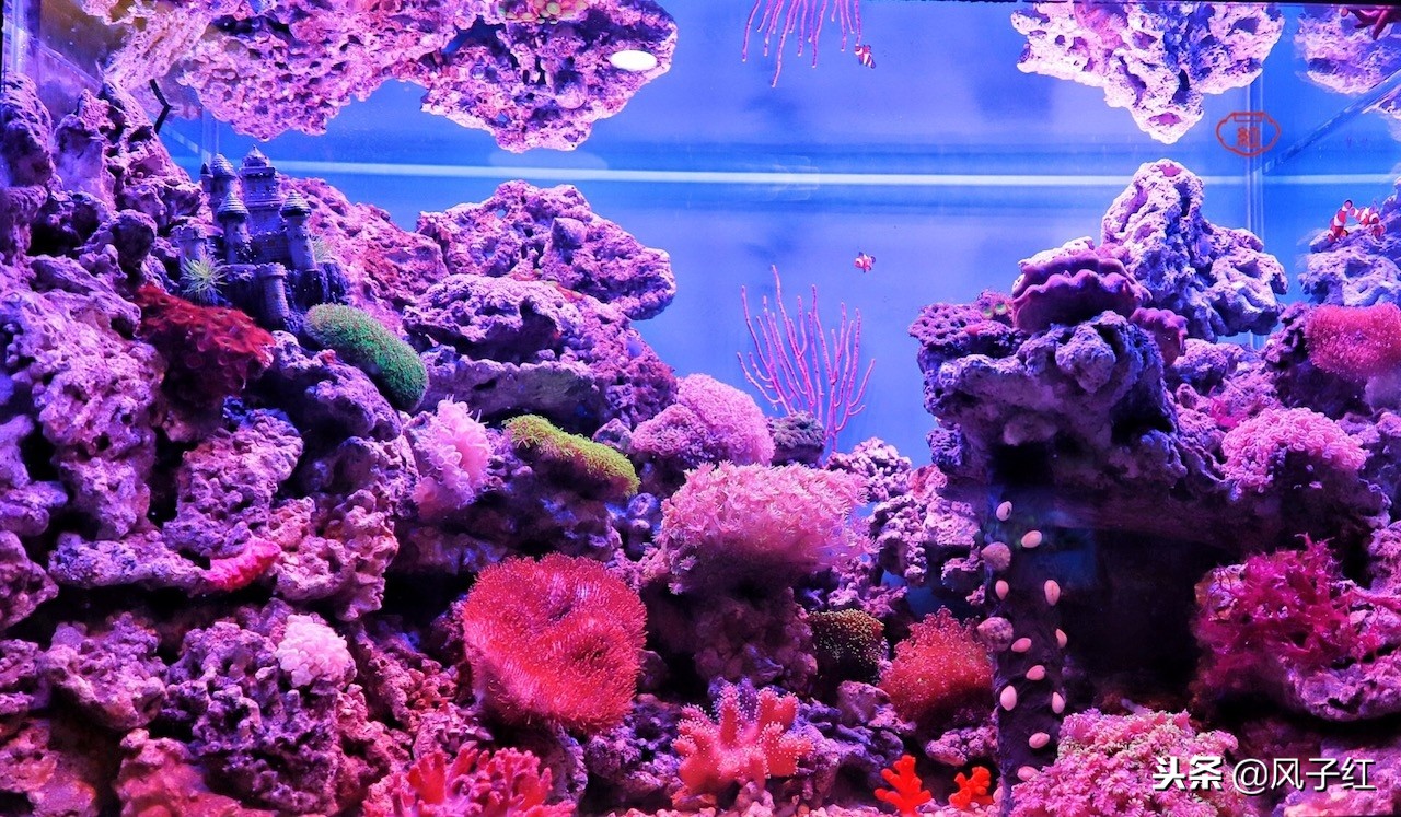 上海新地标丨海昌海洋公园一日游园玩法攻略