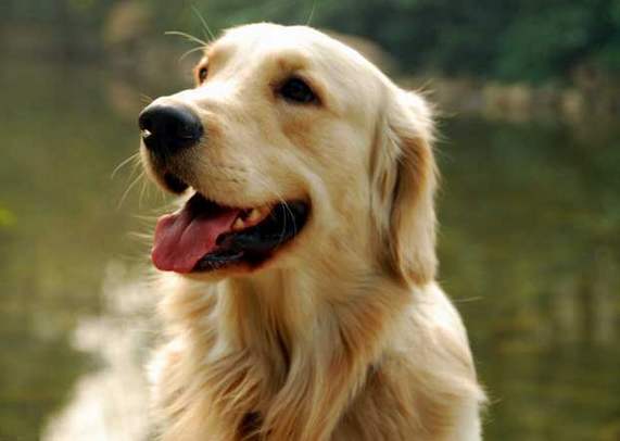 适合陪伴孩子成长的小型狗狗,8种最适合和小孩子相处的狗狗