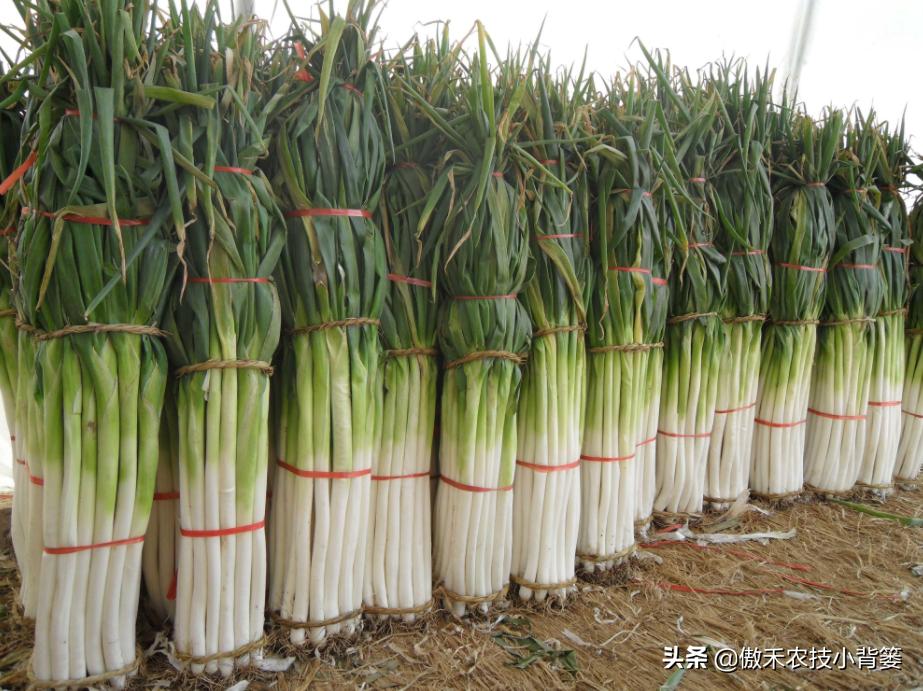 怎样种出大葱,如何种出来的大葱甜不辣