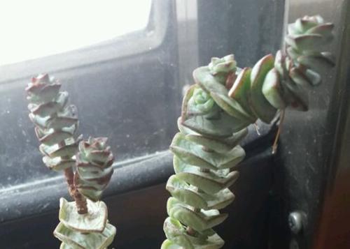 多肉钱串叶子皱皱巴巴是怎么回事,钱串叶子发软怎么办