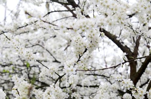 【春游庐江攻略】春暖花开庐江邀您共赴一场灼灼芳华之旅!