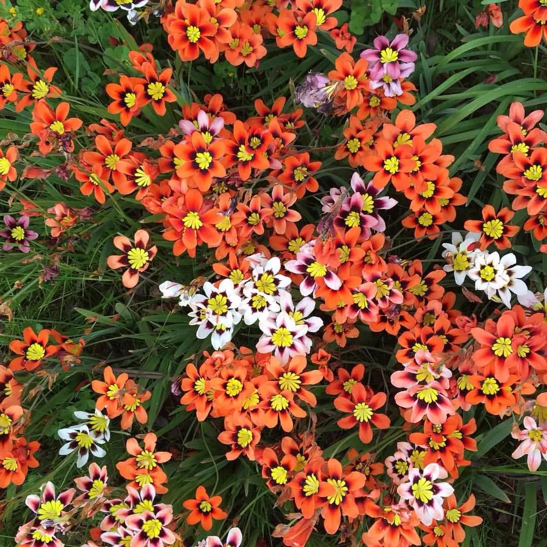 5种花超好养漂亮上档次,这5种花适合春天养