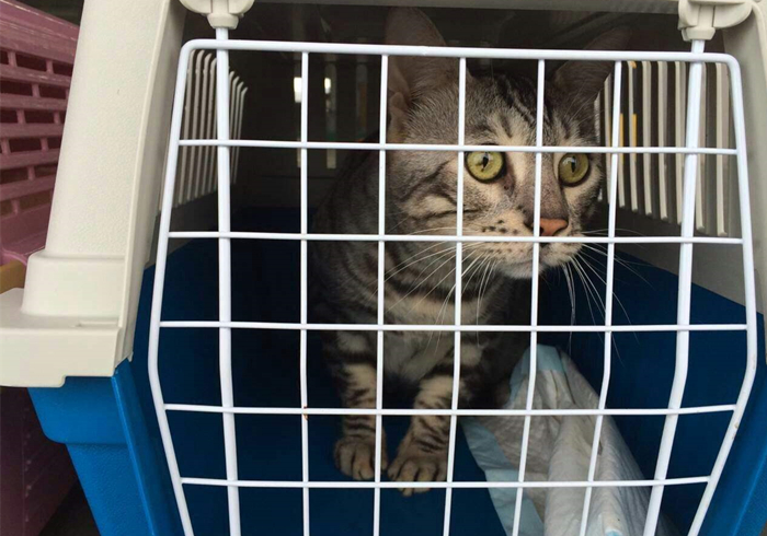 火车托运猫咪可以提前取回家吗 (大巴车托运猫咪需要注意什么)