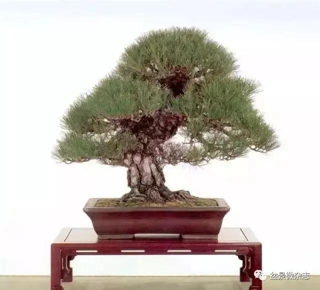 日本黄金光叶榉盆景 (日本风神盆景图片)