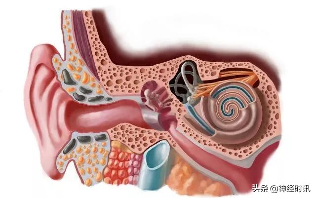 位置性眩晕手法复位示意图,位置性眩晕鉴别诊断