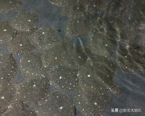 多宝鱼病怎么治疗,多宝鱼黑斑病怎么治疗