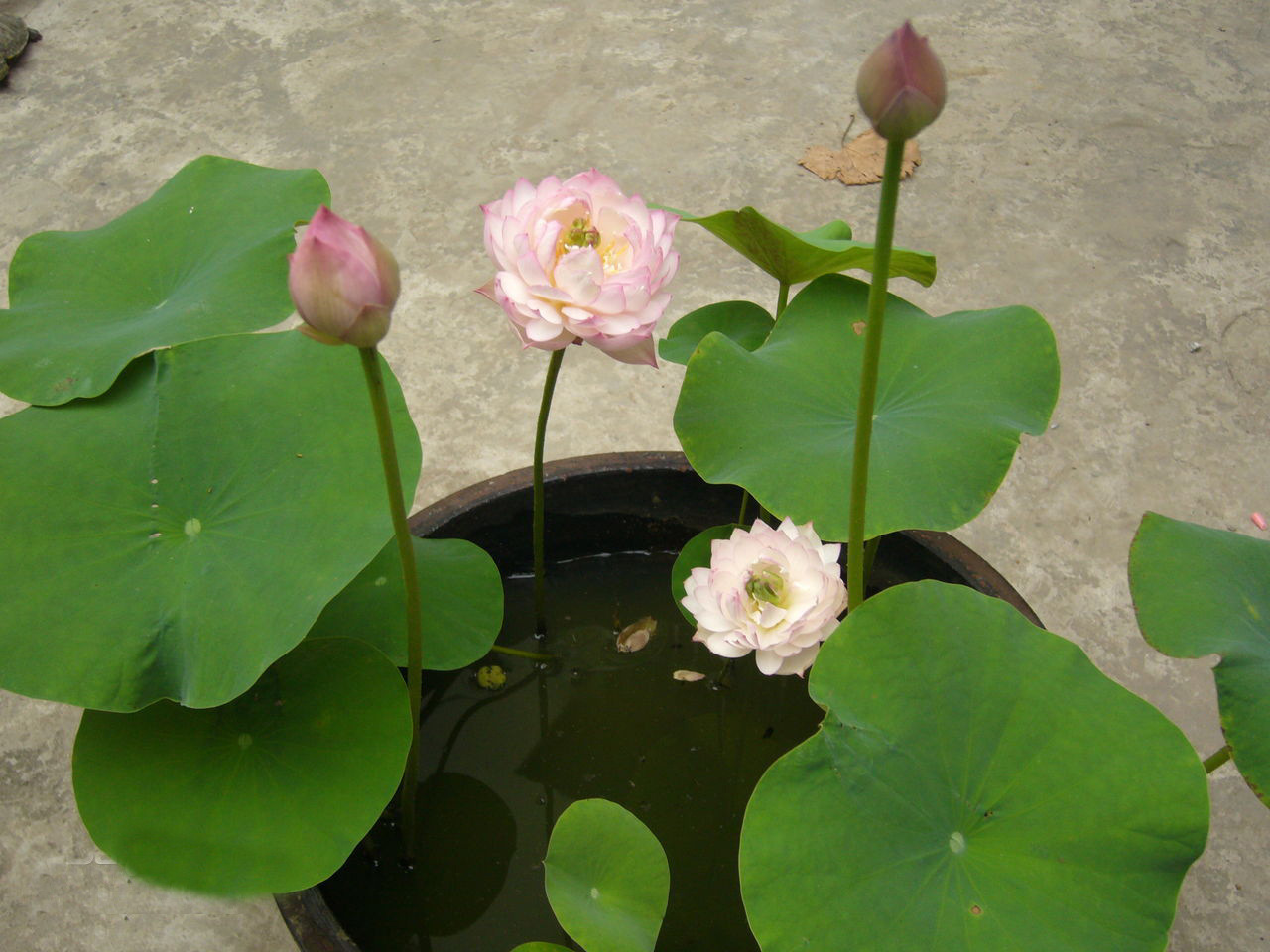 盆里养了碗莲,为啥一直不开花?这样养护,80天开出小荷花