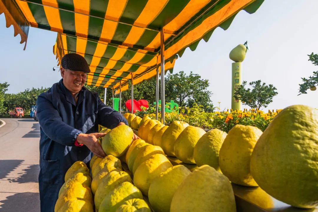远销澳门!8000个龙安柚开启“新旅程”