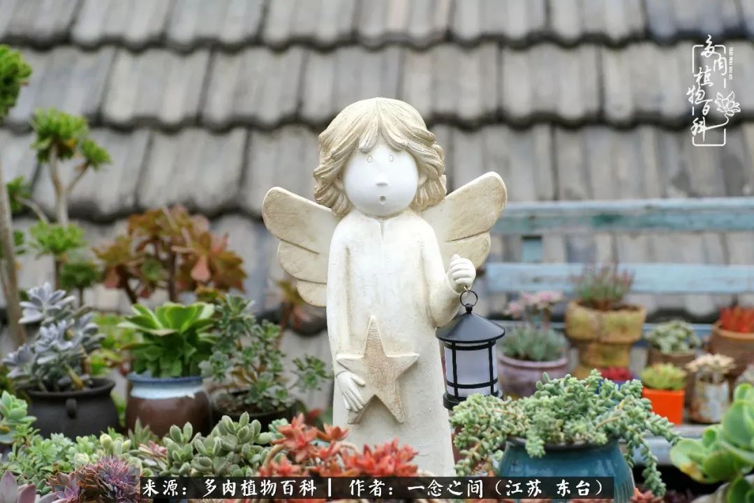 对多肉植物的爱心寄语,赏兰花感言