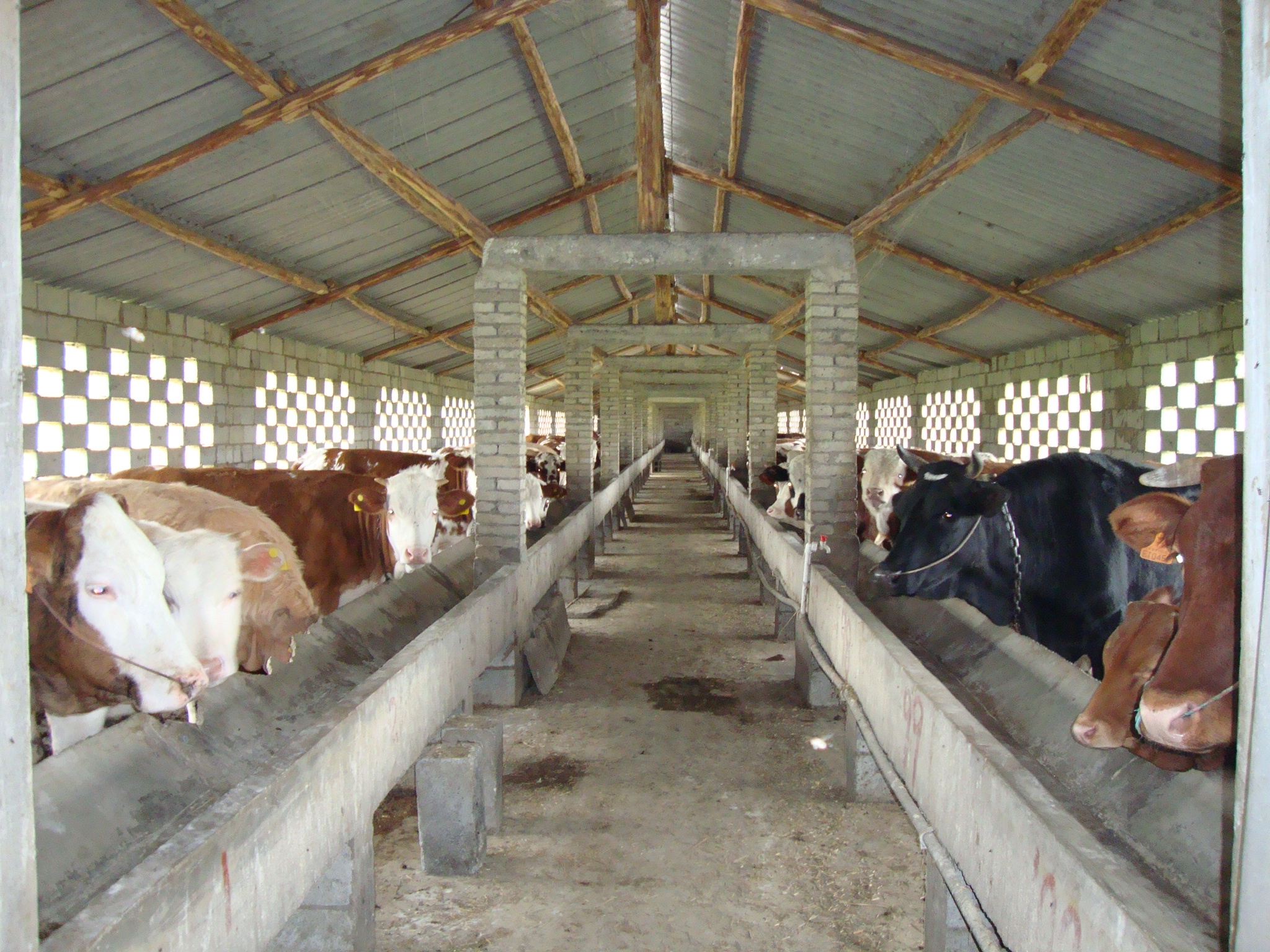 尿素能喂猪和喂牛吗,尿素真的可以喂猪吗