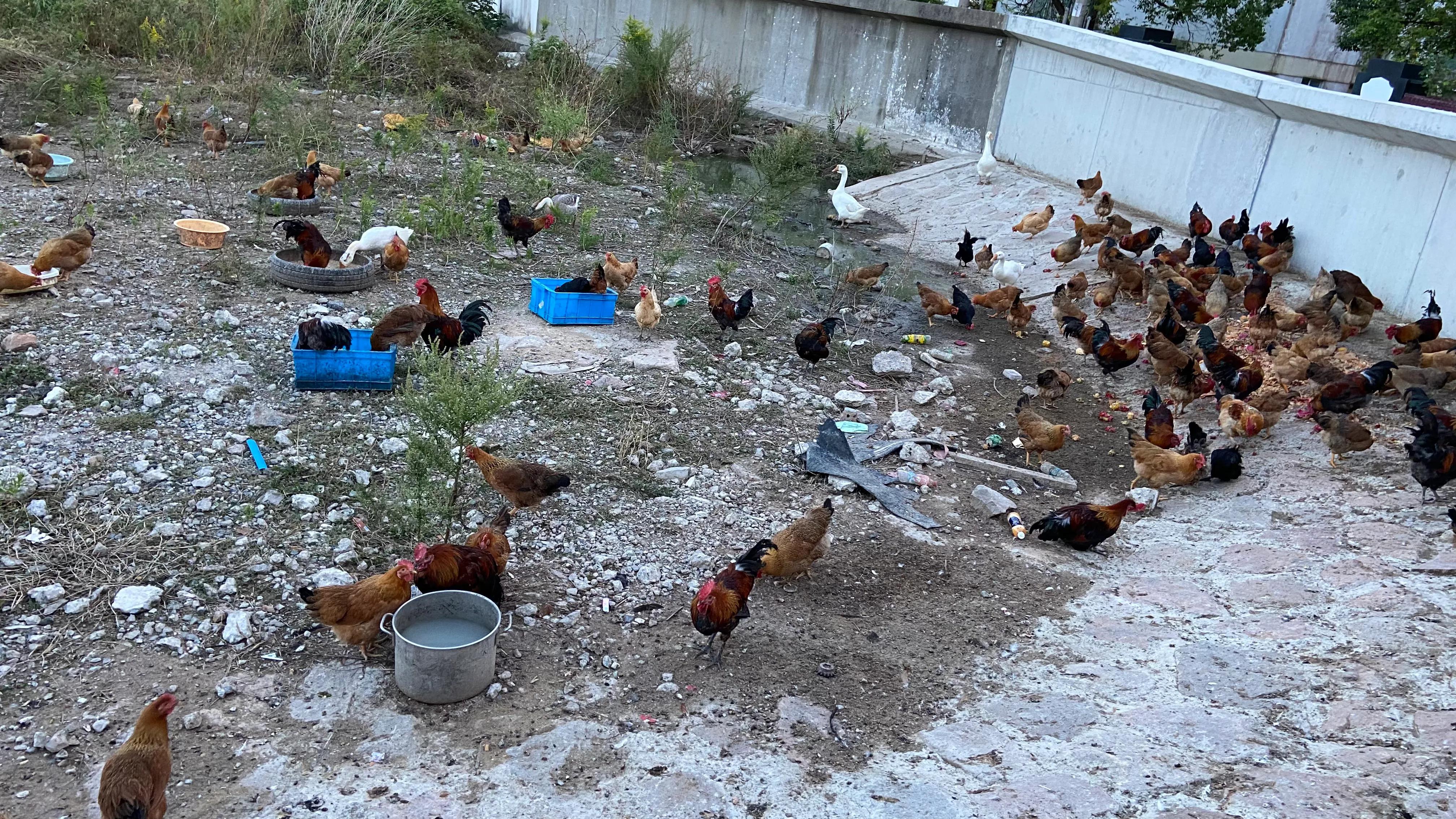 上海看美丽的大海,上海哪里有海滩看大海免费